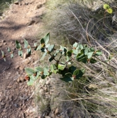 Platylobium formosum at Bright, VIC - 16 May 2023