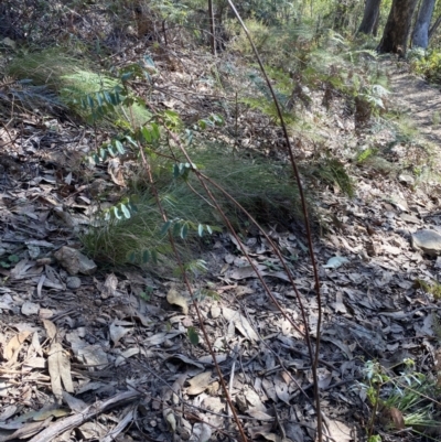 Indigofera australis subsp. australis (Australian Indigo) at Bright, VIC - 16 May 2023 by jksmits