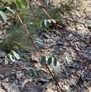 Indigofera australis subsp. australis at Bright, VIC - 16 May 2023