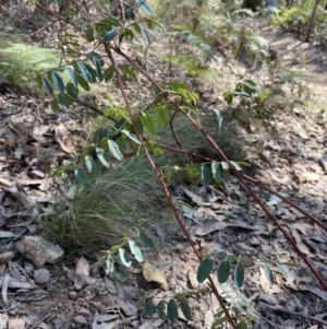 Indigofera australis subsp. australis at Bright, VIC - 16 May 2023