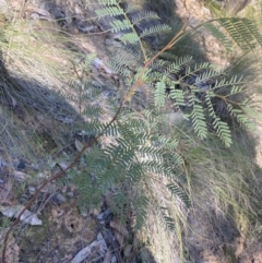 Acacia rubida (Red-stemmed Wattle, Red-leaved Wattle) at Alpine Shire - 16 May 2023 by jksmits