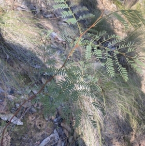 Acacia rubida at Bright, VIC - 16 May 2023