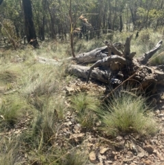 Themeda triandra (Kangaroo Grass) at Bright, VIC - 16 May 2023 by jksmits