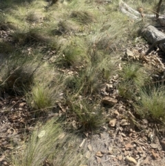 Themeda triandra at Bright, VIC - 16 May 2023 10:54 AM