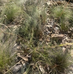 Themeda triandra at Bright, VIC - 16 May 2023 10:54 AM