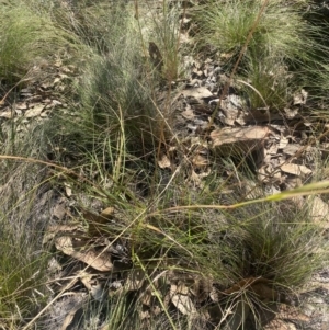 Themeda triandra at Bright, VIC - 16 May 2023 10:54 AM