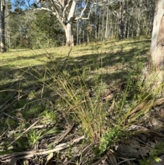 Juncus (genus) (A Rush) at Kangaroo Valley, NSW - 16 May 2023 by lbradley