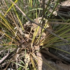 Juncus sp. at Kangaroo Valley, NSW - 16 May 2023