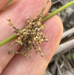 Juncus sp. at Kangaroo Valley, NSW - 16 May 2023