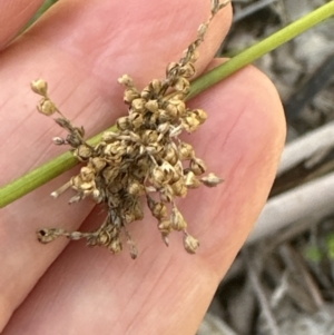 Juncus sp. at Kangaroo Valley, NSW - 16 May 2023