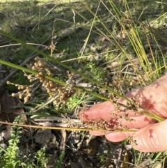 Juncus sp. at Kangaroo Valley, NSW - 16 May 2023