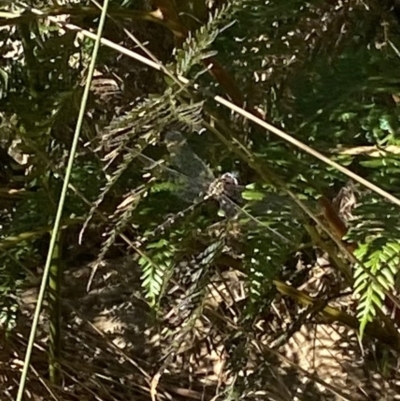 Anisoptera (suborder) (Unidentified dragonfly) at Bright, VIC - 16 May 2023 by jks