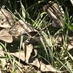Anisoptera (suborder) at Bright, VIC - 16 May 2023 10:58 AM