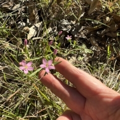 Centaurium erythraea (Common Centaury) at Kangaroo Valley, NSW - 16 May 2023 by lbradleyKV