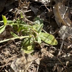 Centaurium erythraea at Kangaroo Valley, NSW - suppressed