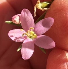 Centaurium erythraea at Kangaroo Valley, NSW - suppressed