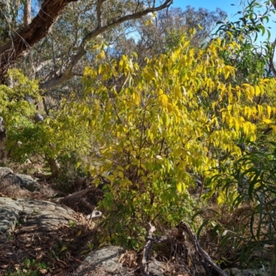 Celtis australis (Nettle Tree) at Isaacs, ACT - 16 May 2023 by Mike