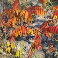 Pistacia chinensis (Chinese Pistachio) at Isaacs Ridge - 16 May 2023 by Mike