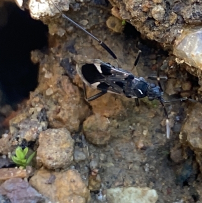 Dieuches maculicollis (Black-and-white seed bug) at Aranda, ACT - 12 May 2023 by Jubeyjubes