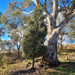 Brachychiton populneus subsp. populneus (Kurrajong) at Isaacs Ridge and Nearby - 16 May 2023 by Mike