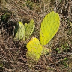 Opuntia ficus-indica (Indian Fig, Spineless Cactus) at Isaacs Ridge - 16 May 2023 by Mike