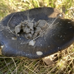 Unidentified Fungus at Aranda, ACT - 16 May 2023 by Jubeyjubes