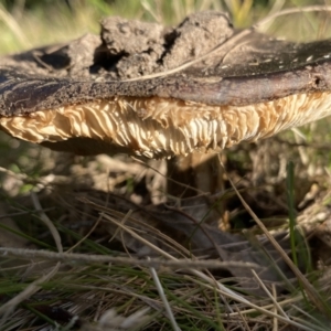 Russula sp. (genus) at Aranda, ACT - 16 May 2023