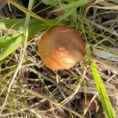 Unverified Fungus at Aranda, ACT - 16 May 2023 by Jubeyjubes