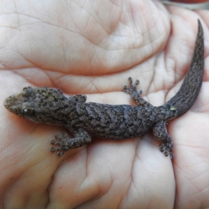 Christinus marmoratus at Wanniassa, ACT - 16 May 2023 03:40 PM