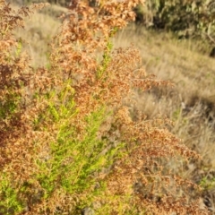 Cassinia sifton at Isaacs, ACT - 16 May 2023 04:06 PM