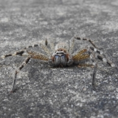 Neosparassus sp. (genus) (Badge huntsman) at Wanniassa, ACT - 16 May 2023 by JohnBundock