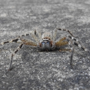 Neosparassus sp. (genus) at Wanniassa, ACT - 16 May 2023