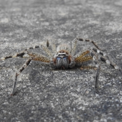 Neosparassus sp. (genus) (Unidentified Badge huntsman) at Wanniassa, ACT - 16 May 2023 by JohnBundock