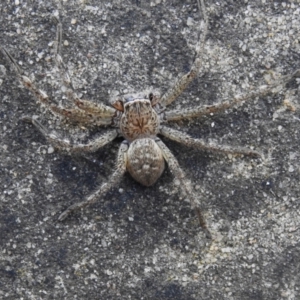 Neosparassus sp. (genus) at Wanniassa, ACT - 16 May 2023