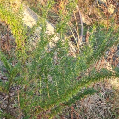 Cassinia aculeata (Common Cassinia) at Isaacs Ridge - 16 May 2023 by Mike