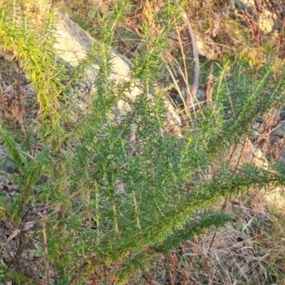 Cassinia aculeata (Common Cassinia) at Isaacs Ridge and Nearby - 16 May 2023 by Mike