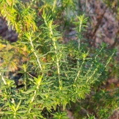 Cassinia aculeata at Isaacs, ACT - 16 May 2023