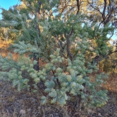 Acacia covenyi (Blue Bush) at Isaacs, ACT - 16 May 2023 by Mike