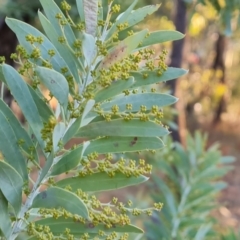 Acacia covenyi at Isaacs, ACT - 16 May 2023 04:30 PM