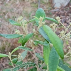 Olearia lirata (Snowy Daisybush) at Isaacs Ridge and Nearby - 16 May 2023 by Mike