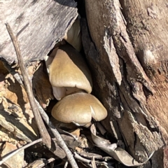 Unidentified Cap on a stem; gills below cap [mushrooms or mushroom-like] at Surf Beach, NSW - 16 May 2023 by Hejor1