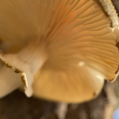 Unverified at suppressed - suppressed