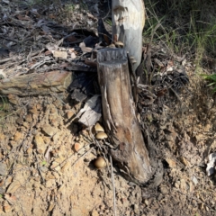 Unverified at suppressed - suppressed