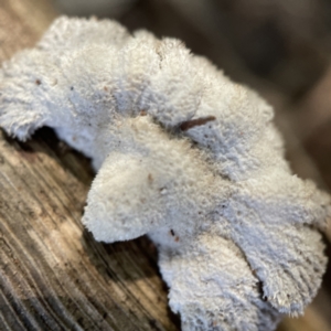 Schizophyllum commune at Surf Beach, NSW - 16 May 2023