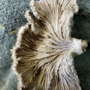 Schizophyllum commune at Surf Beach, NSW - 16 May 2023