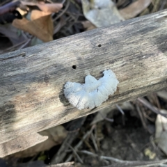 Schizophyllum commune at Surf Beach, NSW - 16 May 2023 10:05 AM