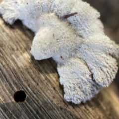 Schizophyllum commune at Surf Beach, NSW - 16 May 2023