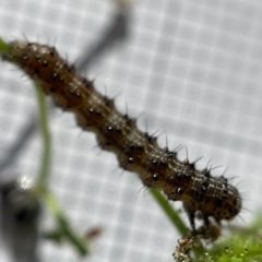 Unverified at suppressed - suppressed