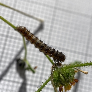Unidentified at suppressed - 16 May 2023