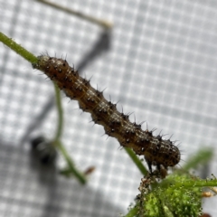 Unverified at suppressed - suppressed